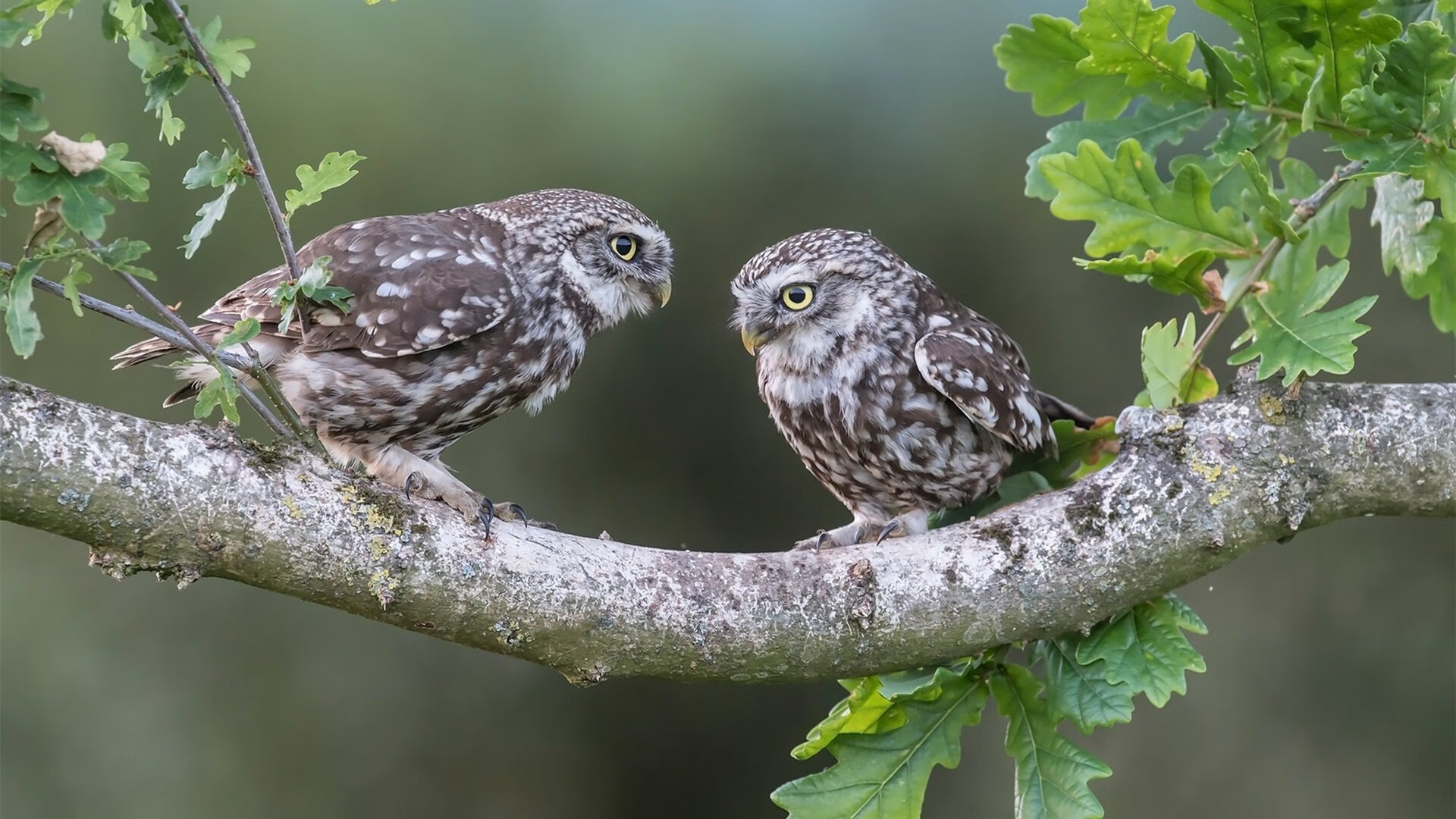 快船球迷组织创建官方播客频道,讨论球队走向,快船主场球迷
