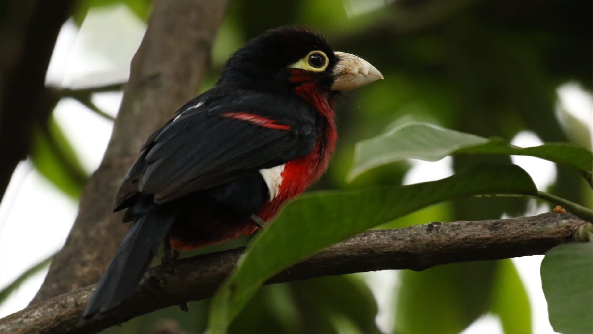 德甲踢出既有传统,又追求创新,德甲踢出既有传统,又追求创新的球员