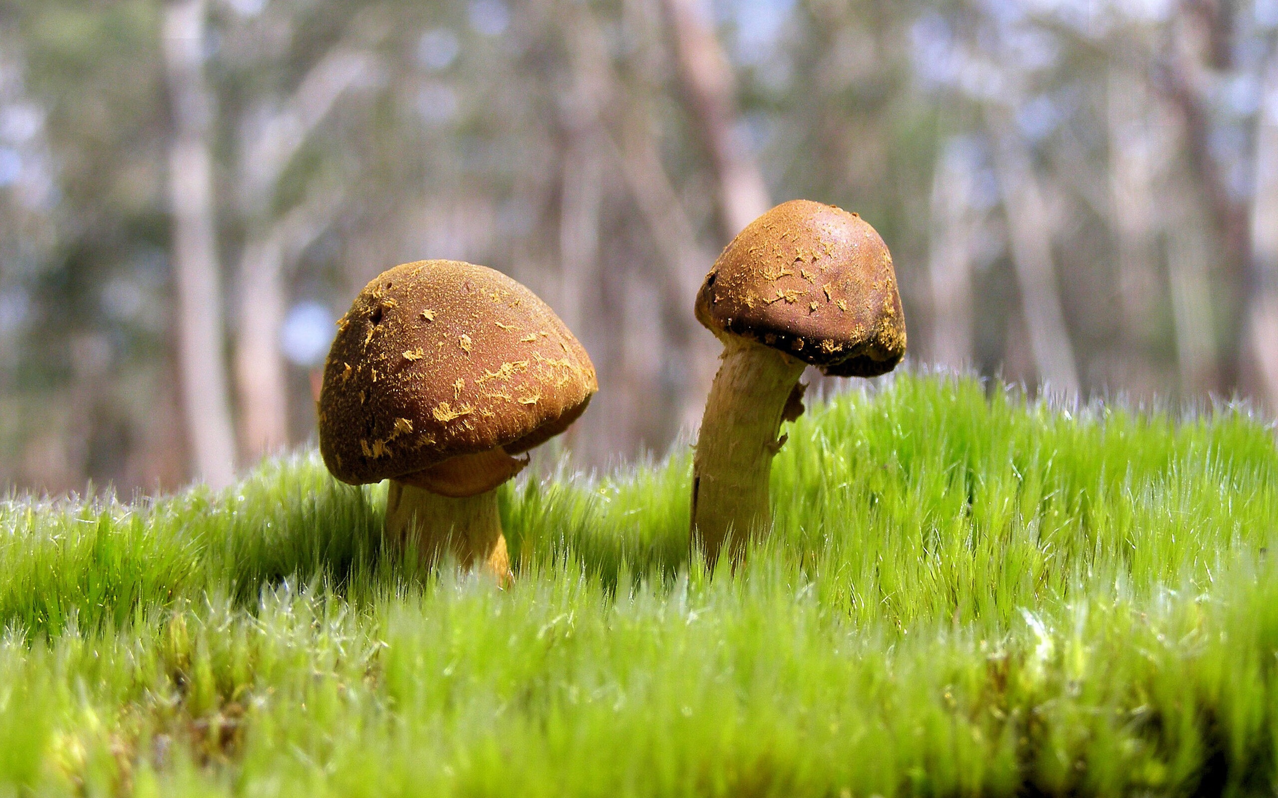 九游官网主页-挪威队未能晋级欧洲杯，哈兰德表示失望，挪威队未能晋级欧洲杯,哈兰德表示失望吗