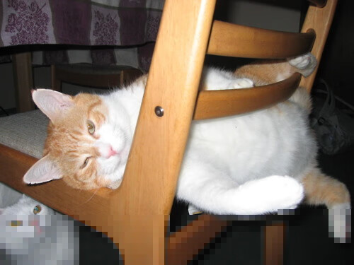 九游游戏中心官网-现场采访：球员、教练和球迷的心声，球迷采访视频