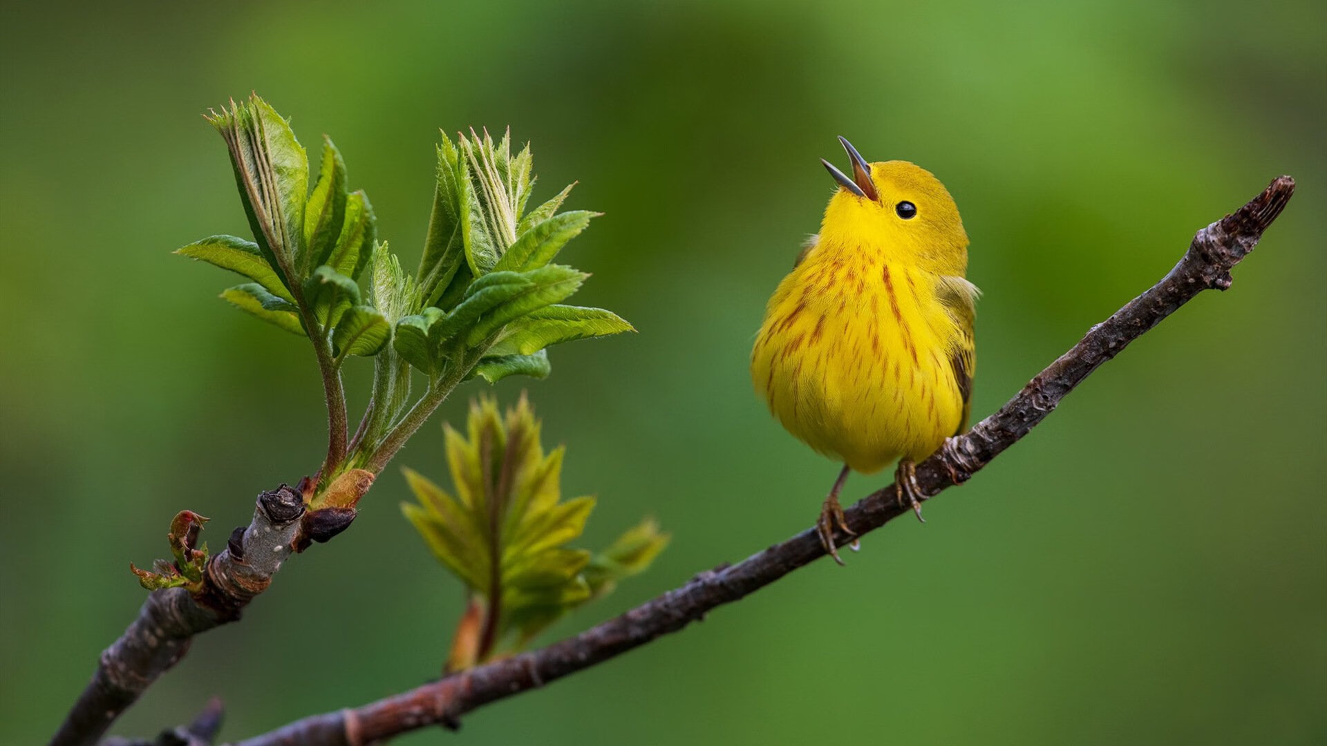 九游jiuyou-世界男子水球锦标赛，意大利夺冠中国小组出局，男子水球世界杯