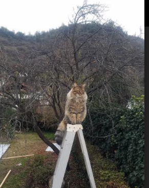 伊朗联赛外援表现突出,伊朗cba外援