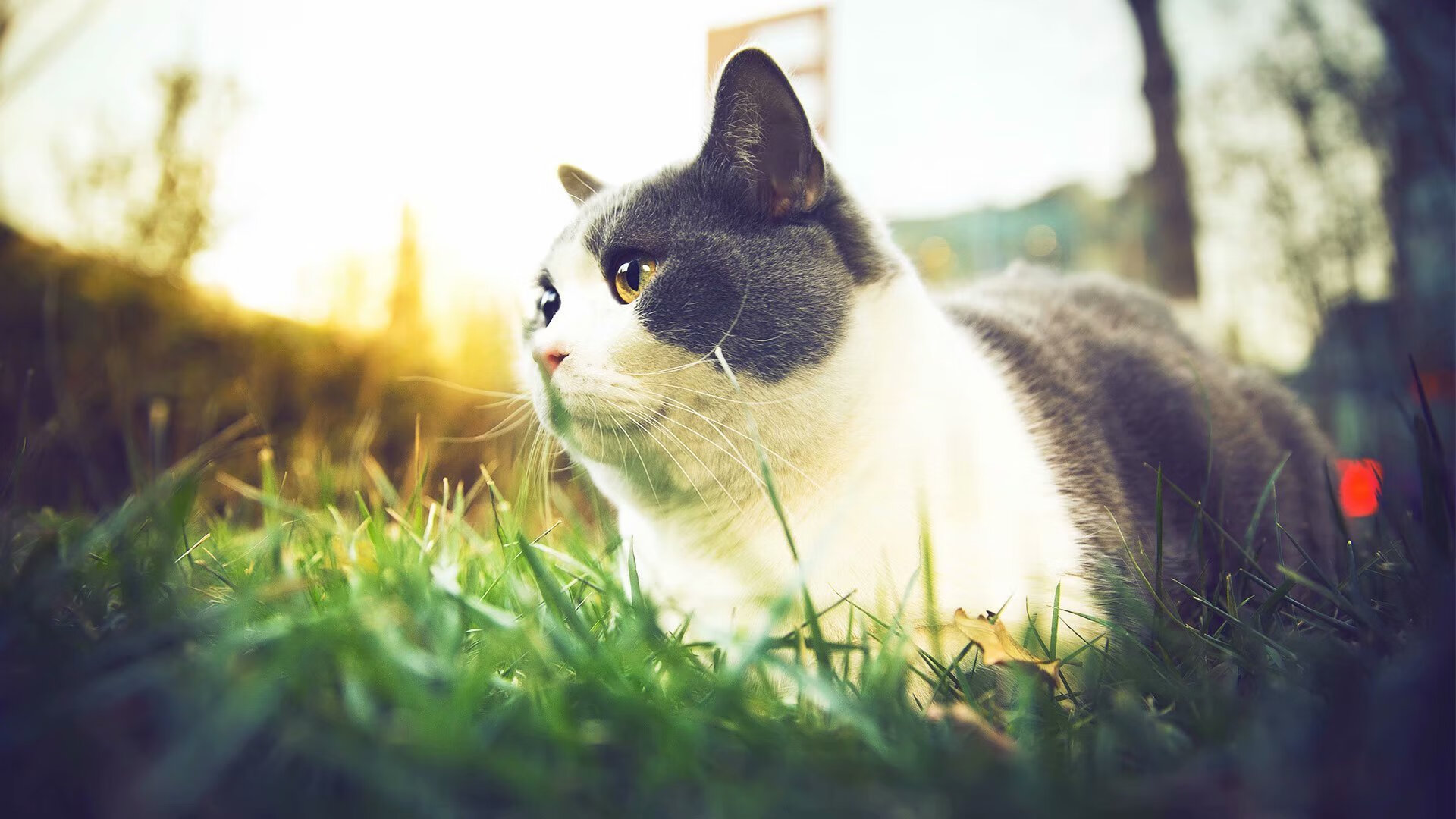 利雅得新月备战沙特国家德比,利雅得新月足球俱乐部