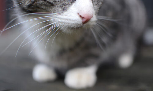 九游娱乐官网 (JIUYOU)-火箭击败奇才，新星阿门·汤普森送出生涯新高，汤普森去火箭