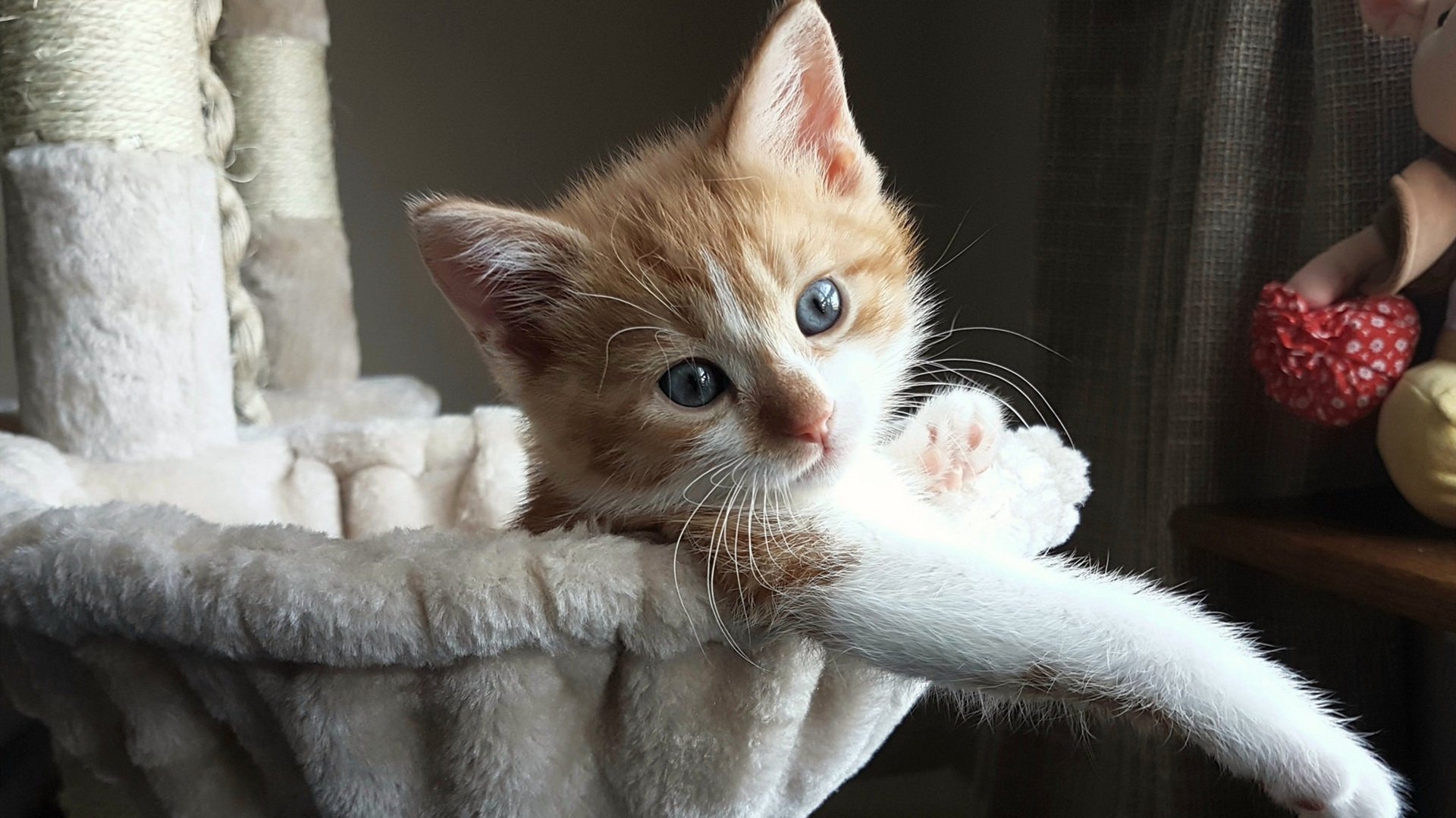 九游娱乐官网 (jiuyou)-独行侠完封公牛，总决赛中东契奇带伤作战，2020年3月3日独行侠对公牛直播