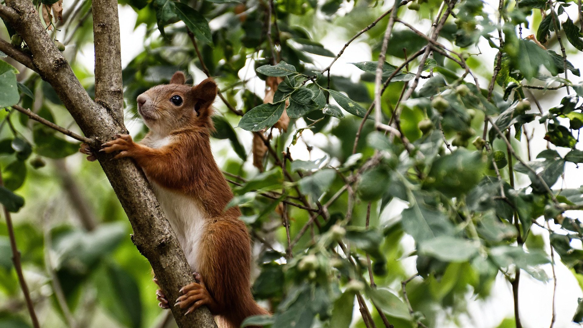 -荷兰迎击意大利，欧洲国家联赛强强对抗，两千年欧洲杯荷兰对意大利