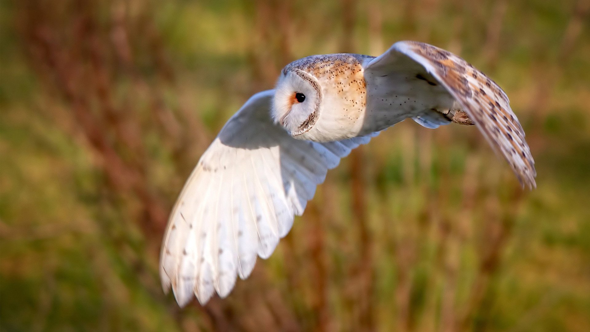 里昂战胜特鲁瓦,努力走向法甲争冠之路,里昂对特鲁瓦历史比分