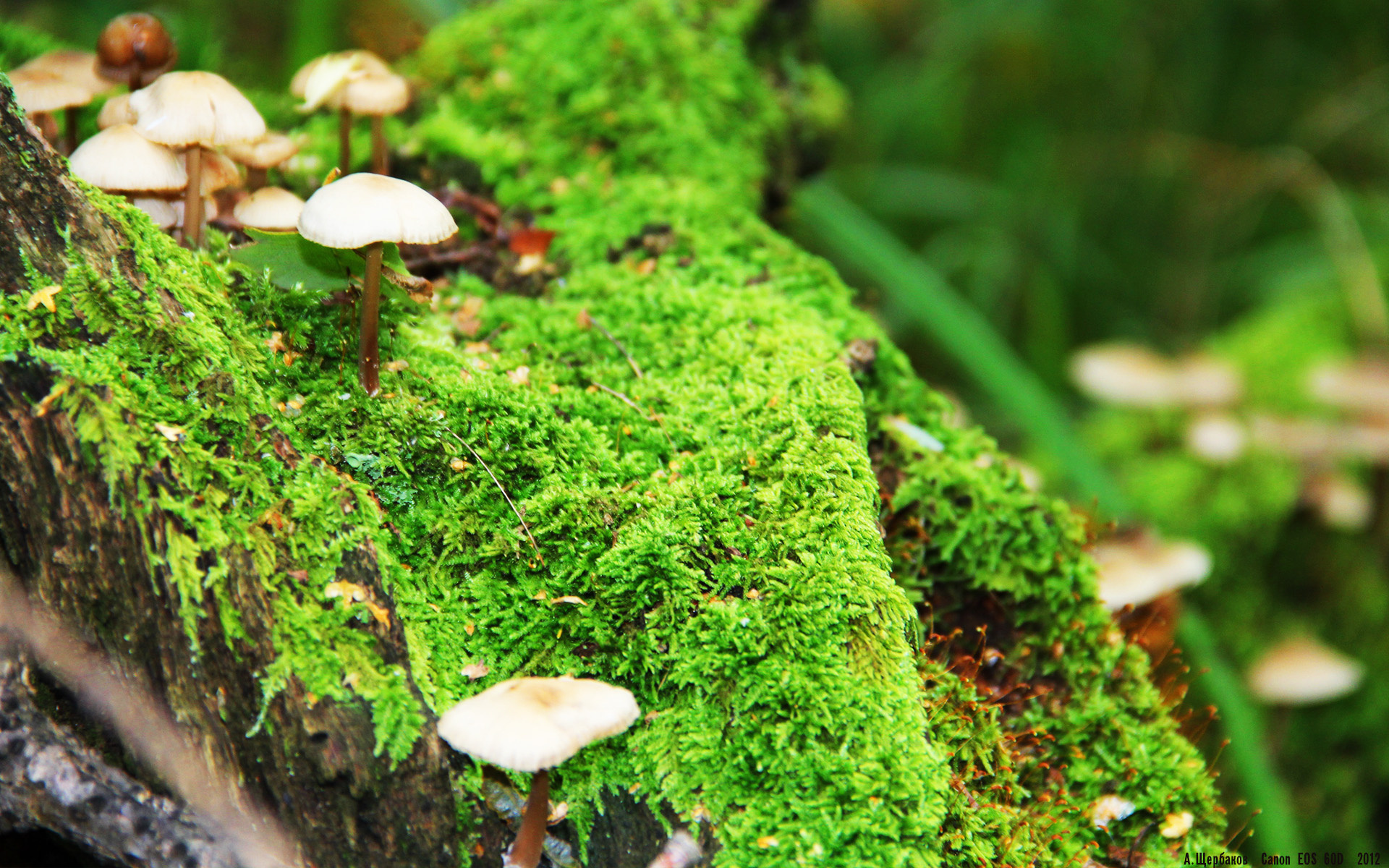 NBA球队赛事推广及粉丝忠诚度培养,nba球队粉丝排行榜