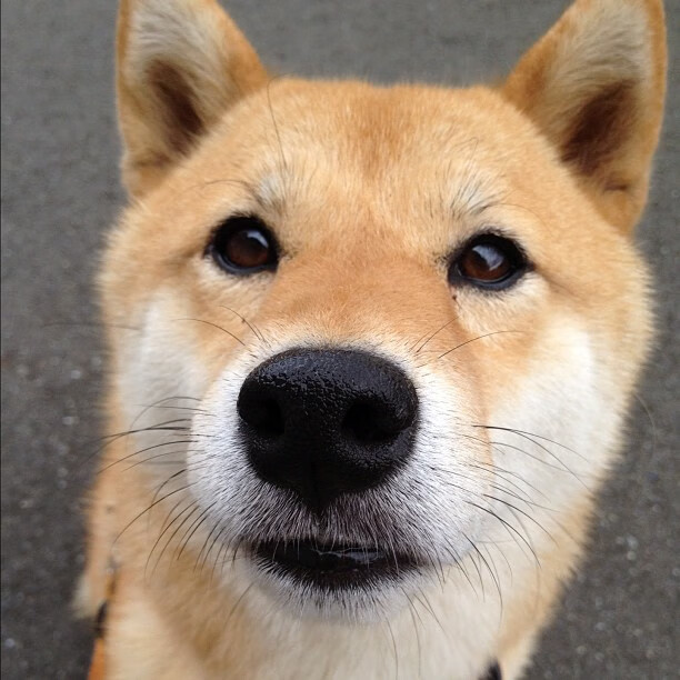 世界泳联冠军赛张雨霏两金入账,张雨霏游泳世界排名