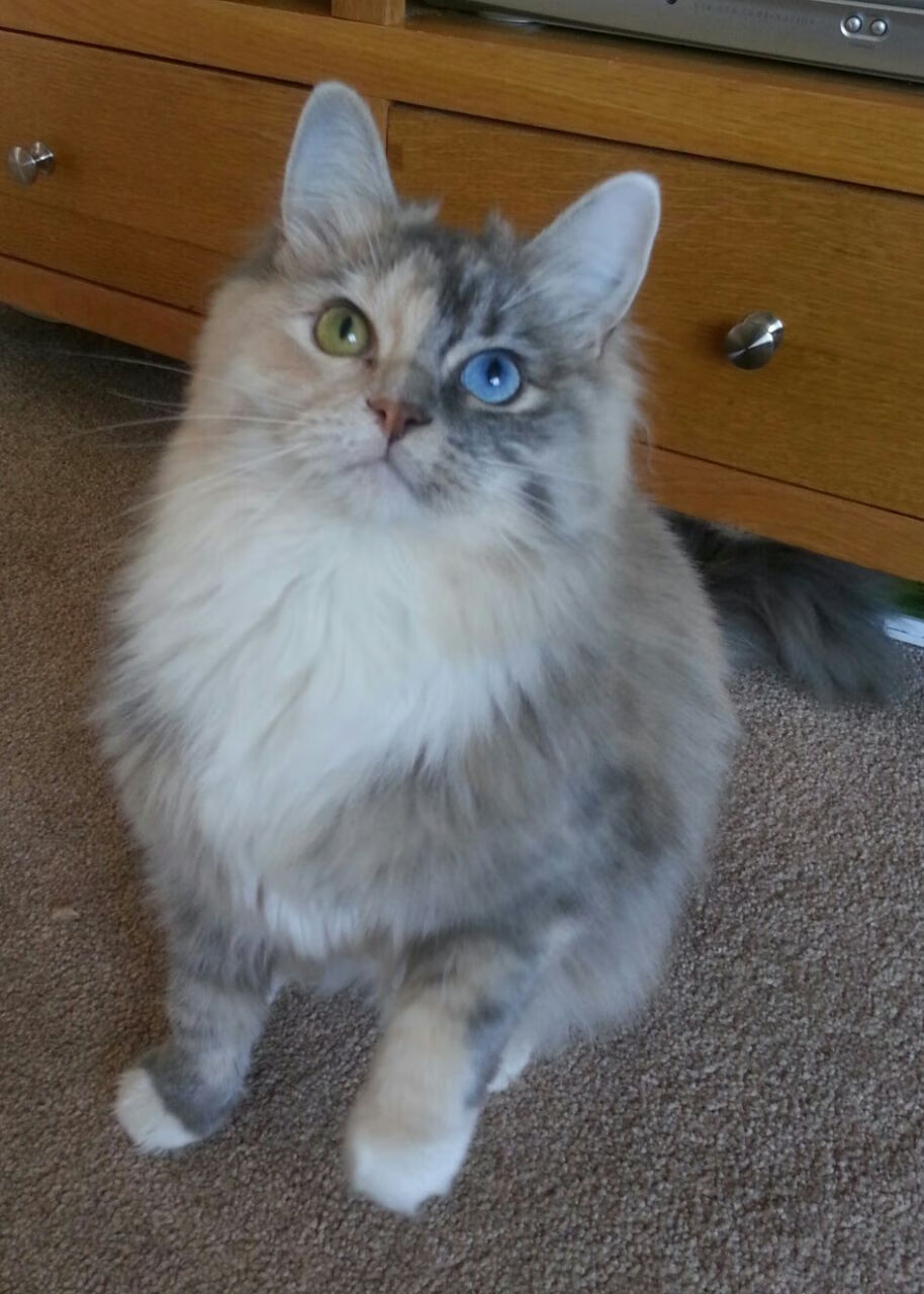 中国篮球体育营销创新案例分析,中国篮球体育营销创新案例分析报告