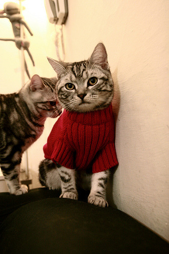 中国篮球联赛数据驱动的战术创新,中国篮球数据库