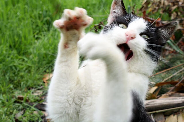 教练临场指挥对比赛影响有多大,教练的指挥