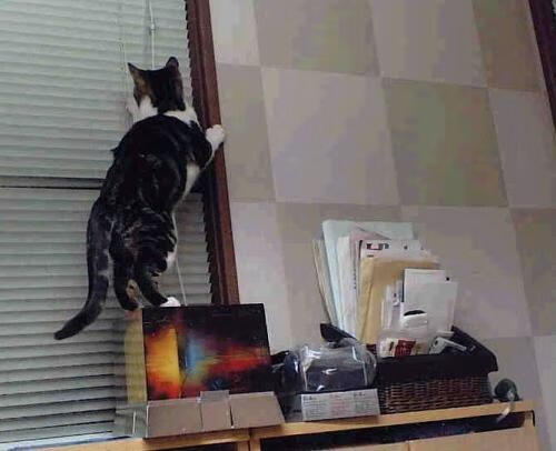 九游网游官网-波兰队在国际乒联混合团体世界杯中的团体协作分析，波兰乒乓球选手