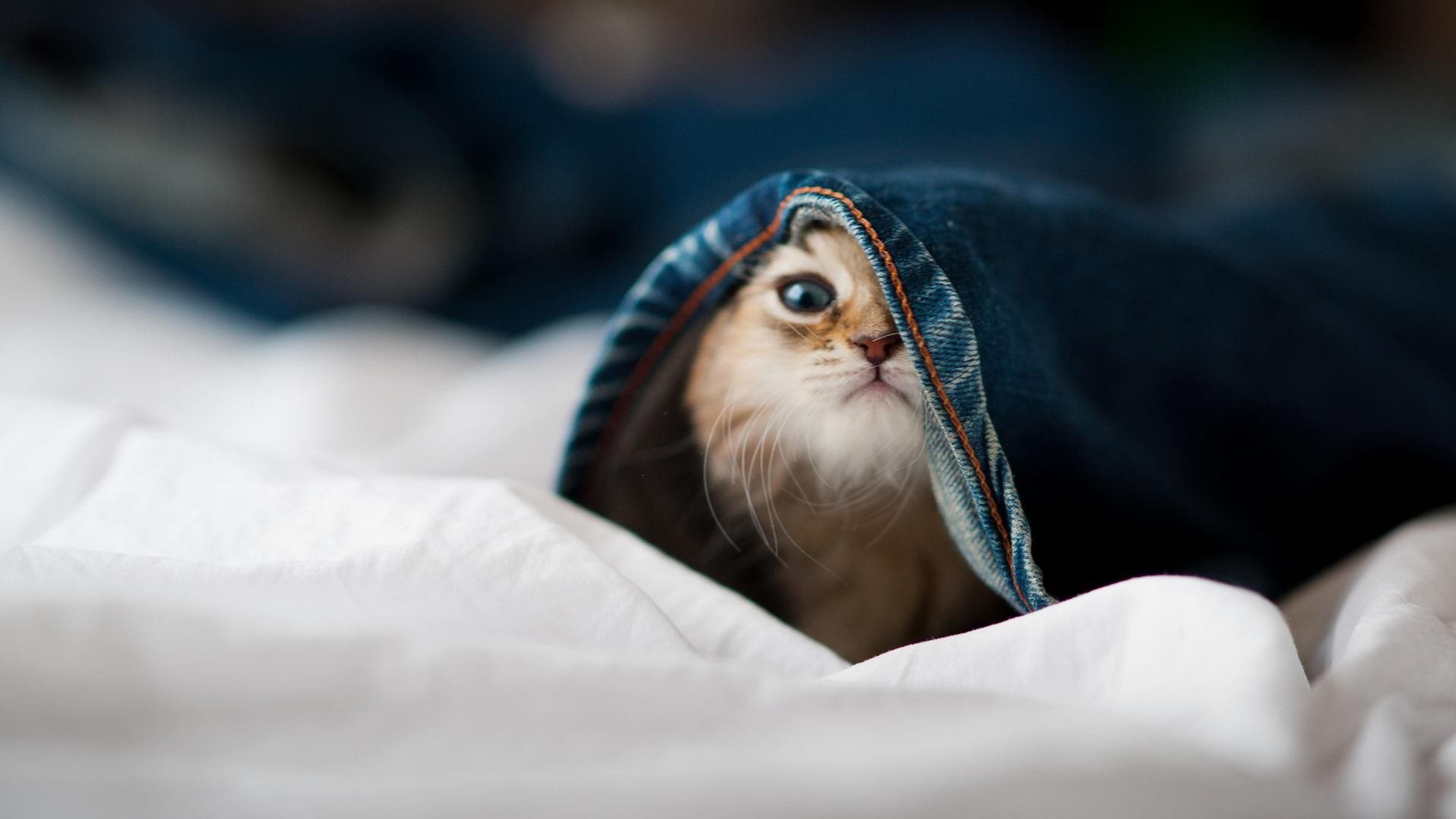 美男队蝉联混合泳冠军六连冠,男子混合泳亚军