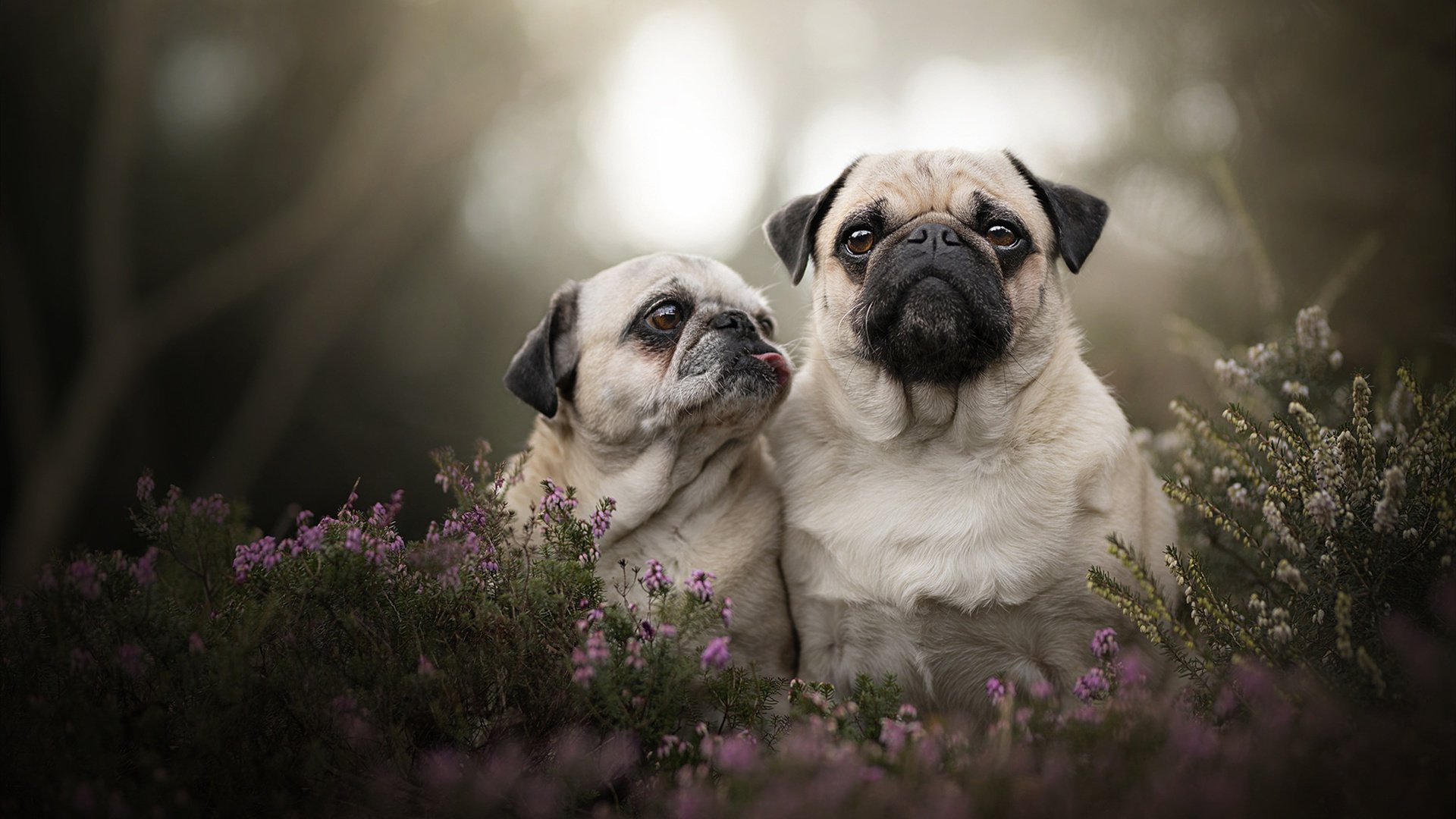 青训政策对足球发展影响,青训政策对足球发展影响分析