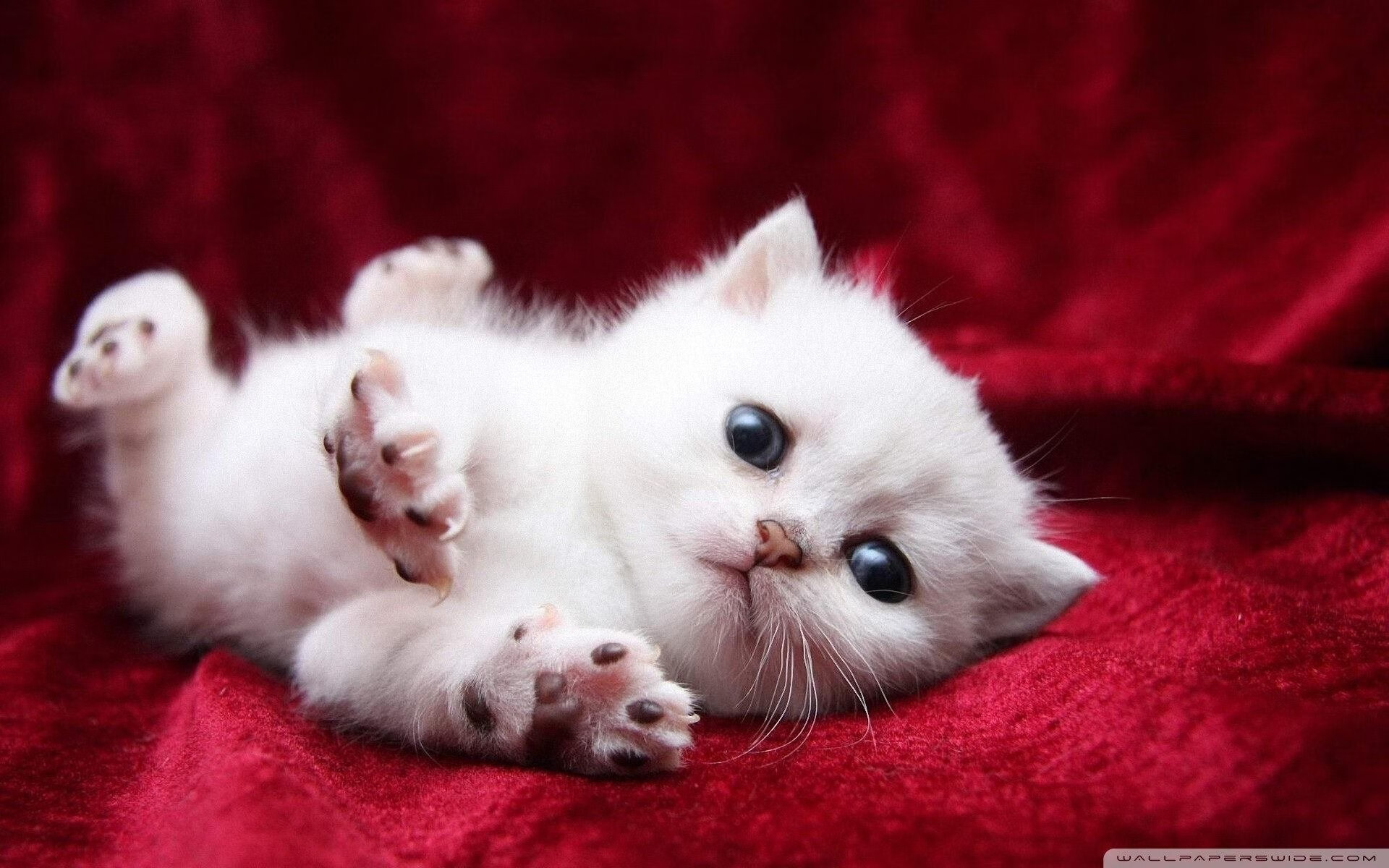 九游娱乐官网 (JIUYOU)-青训系统缺乏跨领域运动数据建模支持，青训系统缺乏跨领域运动数据建模支持的原因