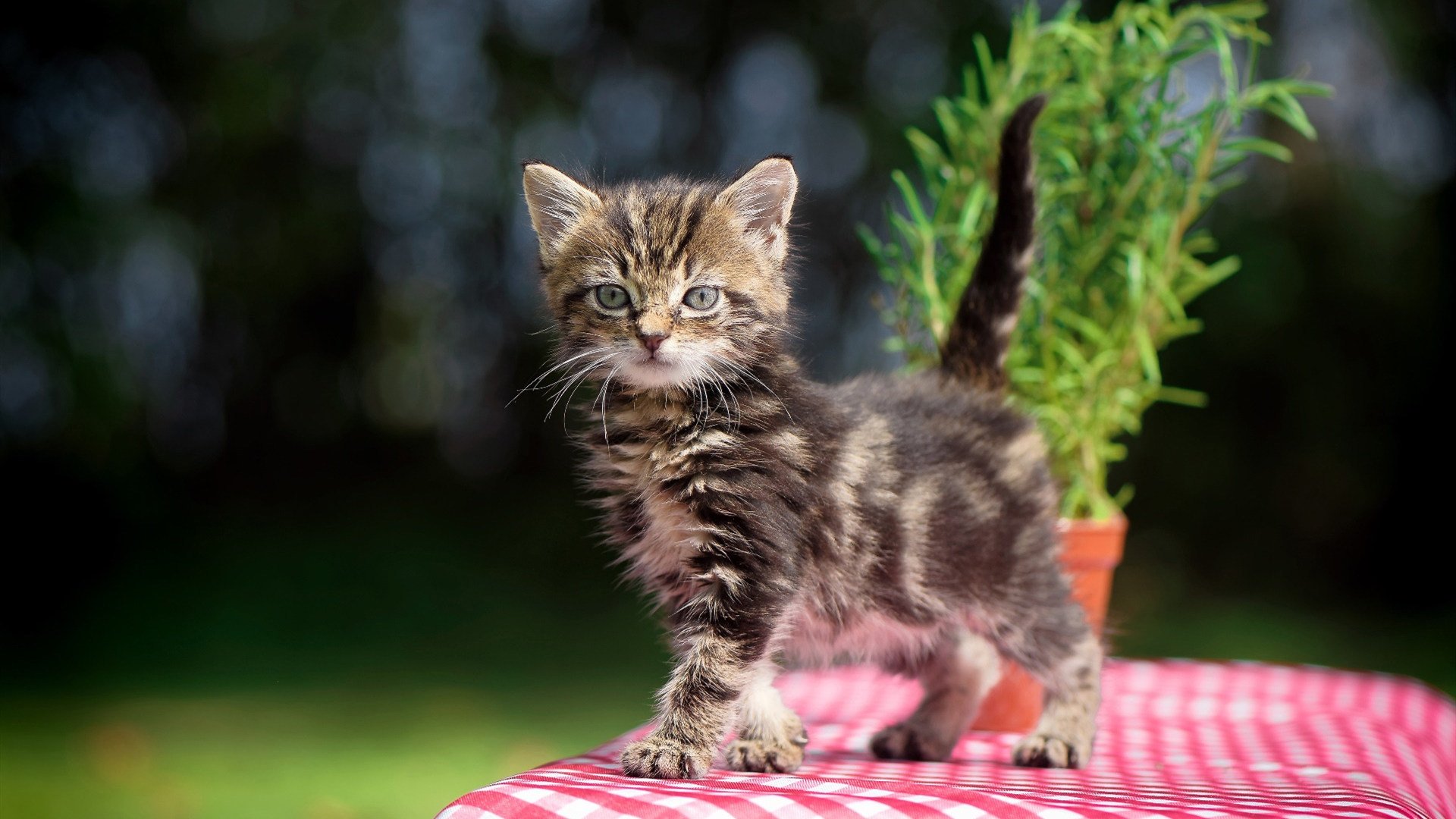 九游官网下载电脑版-卢卡·乌兰多：挑战就是前进的动力，卢卡和罗兰