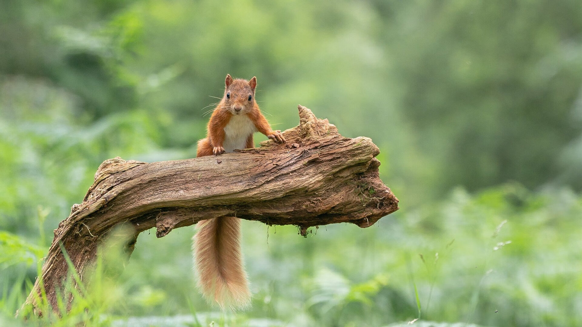 -日本国家队在亚洲杯中表现出色，冲击冠军